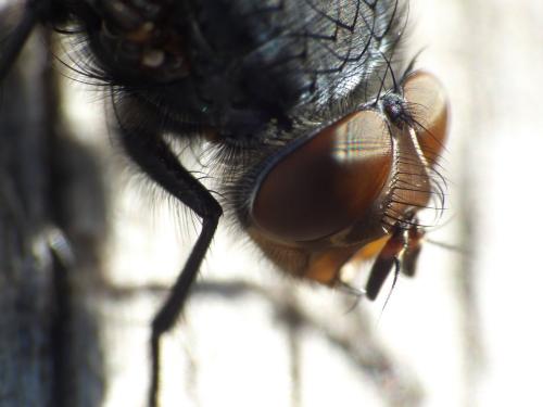 Calliphora vicina